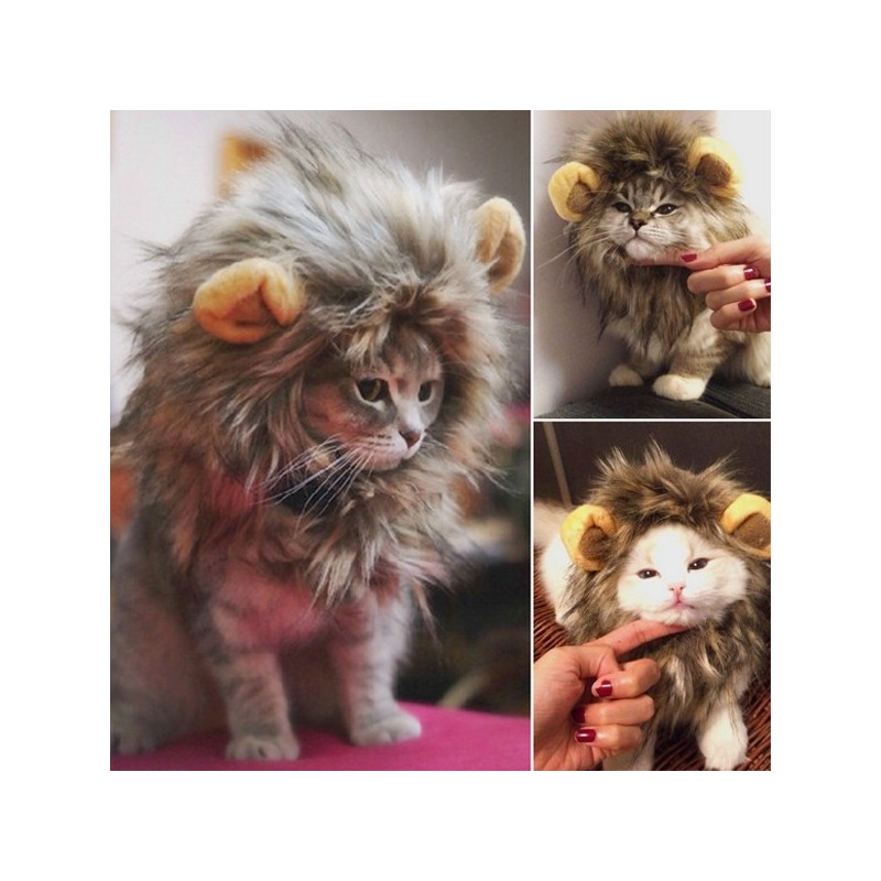 Cagoule Criniere De Lion Pour Chat Leprecurseur Com Cagoule Criniere De Lion Pour Chat Leprecurseur Com